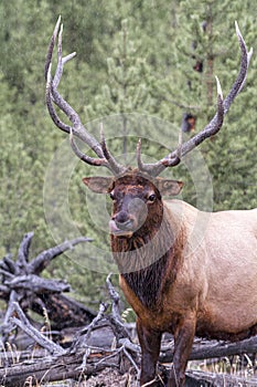 Bull elk licking its mouth