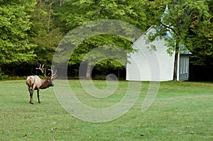 A bull elk and a little white church.