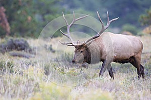 Bull elk looking for female