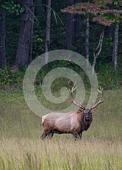 Bull Elk Looks at Camera