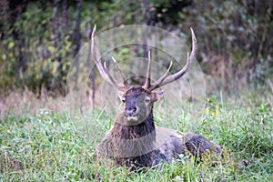 A bull elk lying in green grass.