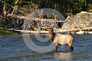 Bull Elk in the Madison River