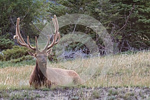 Bull elk with magnificent rack, resting amongst the wild grass in Banff national park, Alberta, Canada.