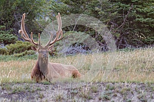 Bull elk with magnificent rack, resting amongst the wild grass in Banff national park, Alberta, Canada.