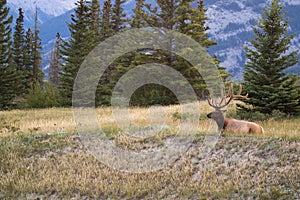 bull elk with magnificent rack, resting amongst the wild grass in Jasper national park, Alberta, Canada