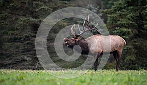 Bull Elk in the meadow bulge