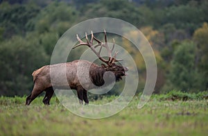 Bull Elk in the meadow bulge