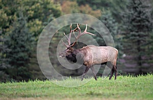 Bull Elk in the meadow bulge