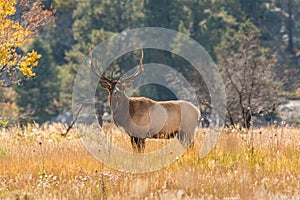 Bull Elk in Meadow in Rut