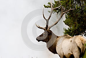 Bull Elk in Mist 4