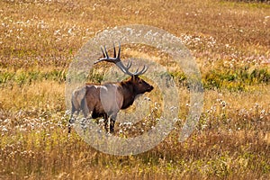 Bull Elk at Moraine Park meadow in Rocky Mountain National Park