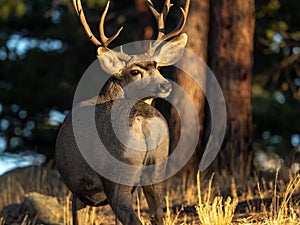 Bull Elk in Morning Light