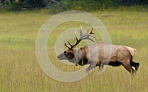 Bull elk on the move in rutting season.