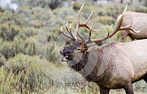 Bull elk nice antlers rutting bugle