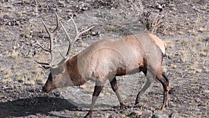 Bull elk out foraging in Yellowstone National Park