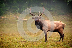 Bull Elk
