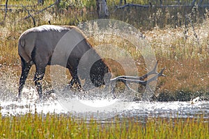 Bull elk pawing water in rut