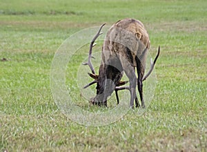 A Bull Elk paws the ground and bugles during rutting season in the Smoky Mountains.