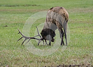 A Bull Elk paws the ground and bugles during rutting season in the Smoky Mountains.
