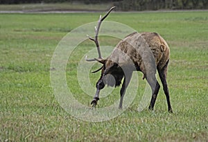 A Bull Elk paws the ground and bugles during rutting season in the Smoky Mountains.