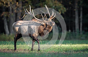 Bull Elk img