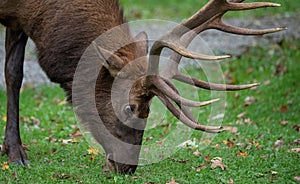 Bull Elk in Pennsylvania