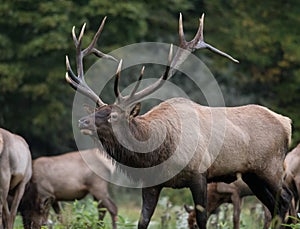 Bull Elk