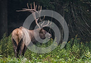 Elk photo