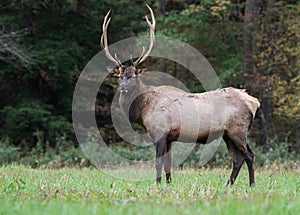 Bull Elk