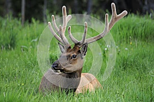 Bull Elk Portrait