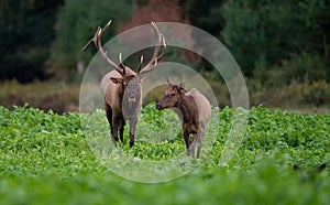 Bull Elk Portrait