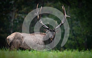 Bull Elk Portrait