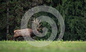 Bull Elk Portrait