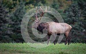 Bull Elk Portrait