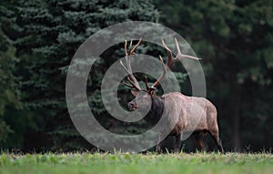 Bull Elk Portrait