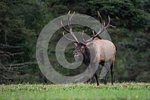 Bull Elk Portrait