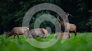 Bull Elk Portrait