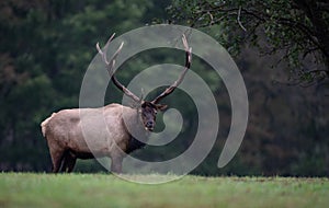 Bull Elk Portrait