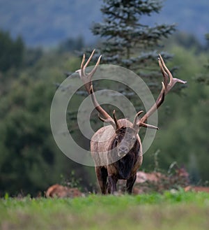 Bull Elk Portrait