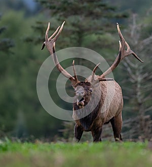 Bull Elk Portrait