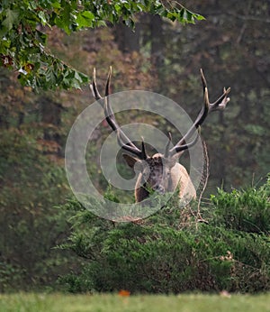 Bull Elk Portrait