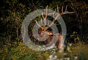 Bull Elk Portrait