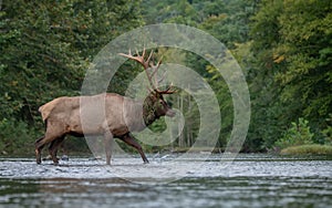 Bull Elk Portrait