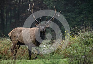 Bull Elk Portrait