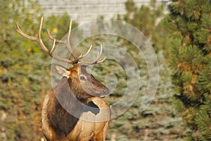 Bull Elk Portrait