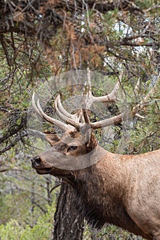 Bull Elk Portrait