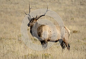 Bull elk portrait