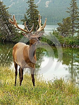 Bull Elk Portrait