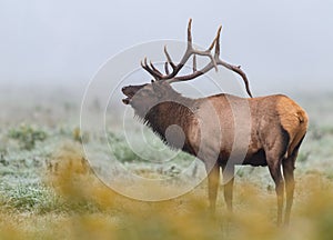 A Bull Elk Portrait in Autumn