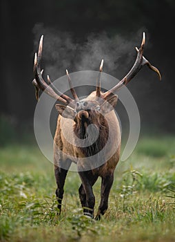 A Bull Elk Portrait in Autumn